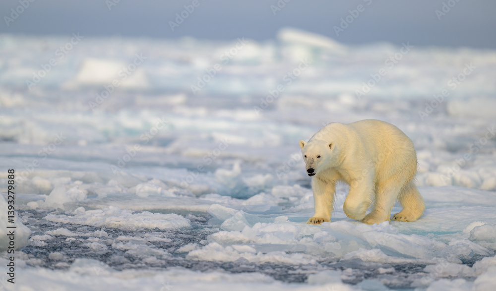 Polar bear (Ursus maritimus) on ice and snow, Svalbard, Norway