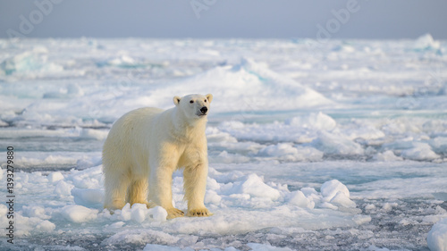 Polar bear (Ursus maritimus) on ice and snow, Svalbard, Norway
