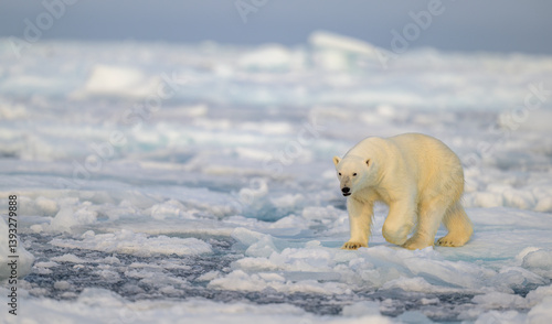 Obraz na płótnie Polar bear (Ursus maritimus) on ice and snow, Svalbard, Norway w salonie