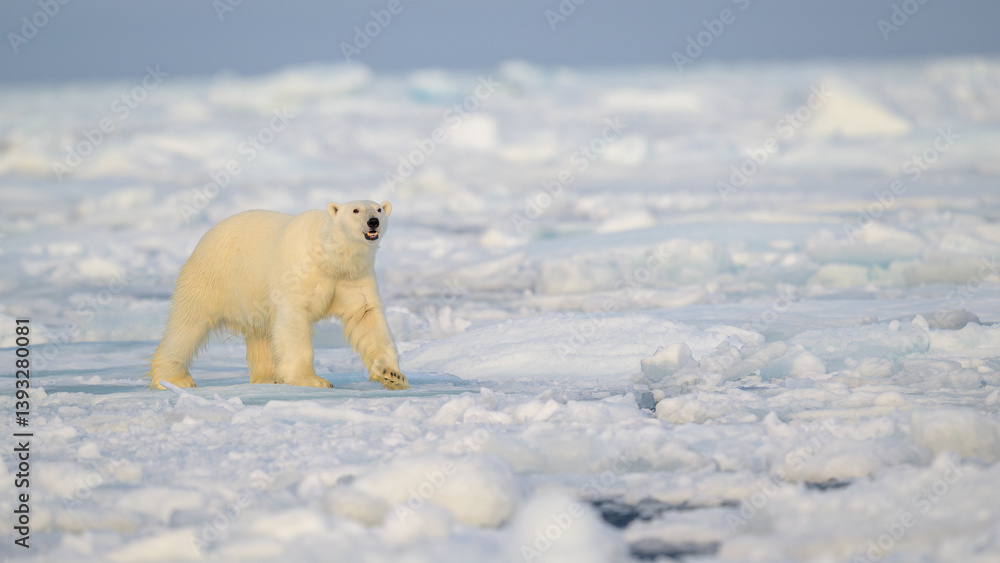 Polar bear (Ursus maritimus) on ice and snow, Svalbard, Norway