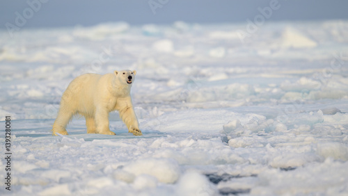 Obraz na płótnie Polar bear (Ursus maritimus) on ice and snow, Svalbard, Norway w salonie