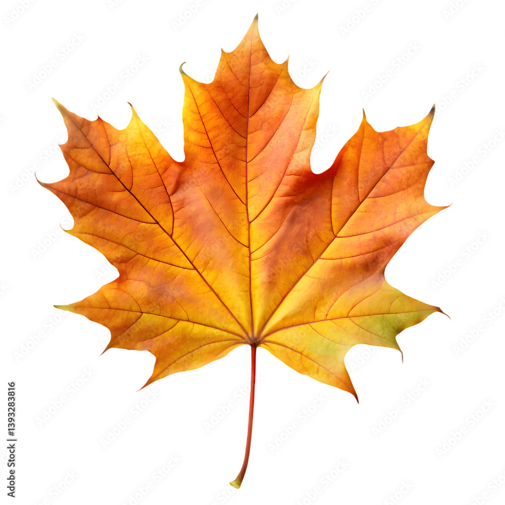 Fresh Maple Leaf on Clean White Background for Design Use Fresh Maple Leaf on Clean White Background for Design Use