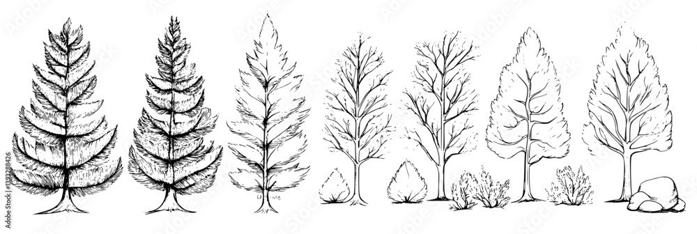 Naklejka premium Collection of Cedars coloring book vector designs, Cedars vector illustrations