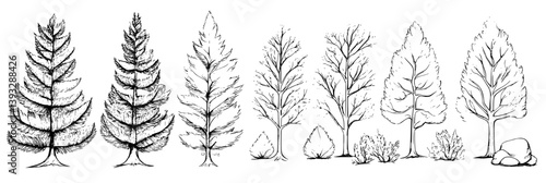 Collection of Cedars coloring book vector designs, Cedars vector illustrations