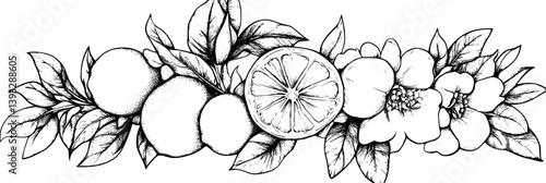 Collection of Lemons coloring book vector designs, Lemons vector graphics