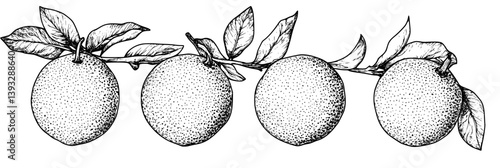 Collection of Oranges coloring book vector designs, Oranges illustration art