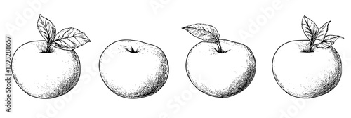 Collection of Peaches coloring book vector designs, Peaches vector illustrations