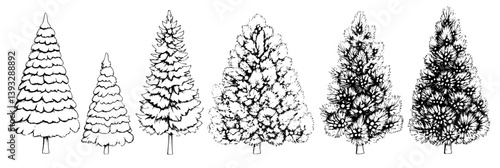 Collection of Spruces coloring book vector designs, Spruces vector illustrations