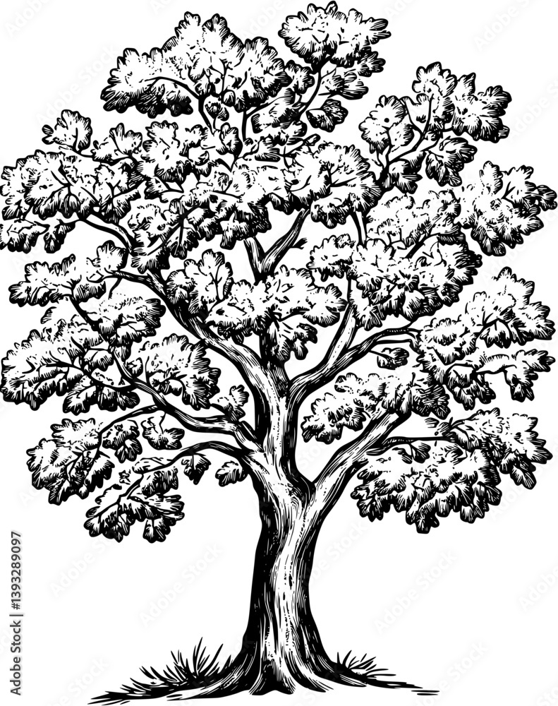 Obraz premium Oak coloring book vector design, Oak vector illustration