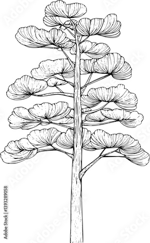 Larch coloring book vector design, Larch vector image