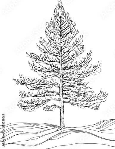 Larch coloring book vector design, Larch vector graphic