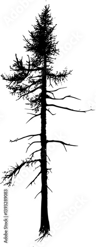 Larch vector design, Larch vector illustration