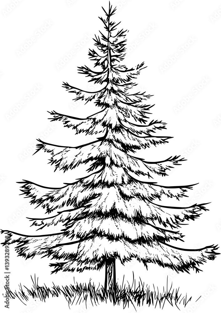 Fototapeta premium Spruce coloring book vector design, Spruce vector illustration