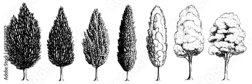 Collection of Cypresses coloring book vector designs, Cypresses vector images