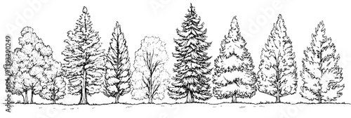 Collection of Redwoods coloring book vector designs, Redwoods vector images
