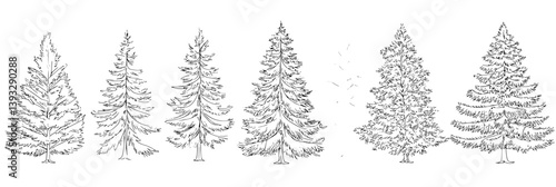 Collection of Spruces coloring book vector designs, Spruces vector images