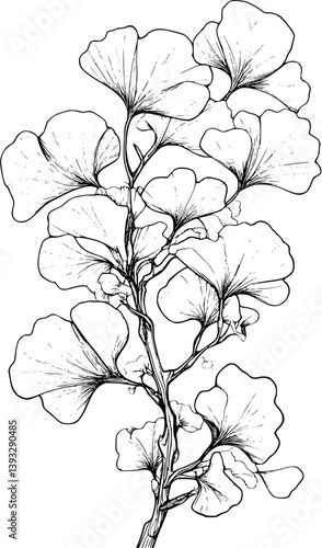 Ginkgo coloring book vector design, Ginkgo vector graphic