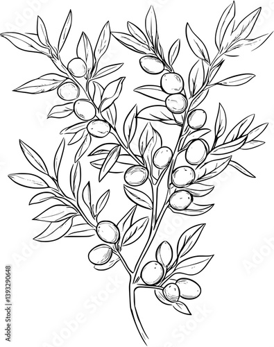 Olive coloring book vector design, Olive illustration art