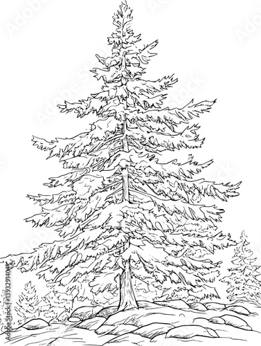 Cedar coloring book vector design, Cedar vector image