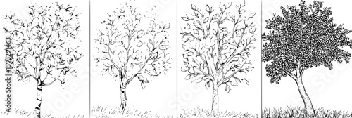 Collection of Aspens coloring book vector designs, Aspens vector illustrations