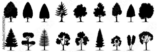 Collection of Cypresses vector icons, Cypresses vector images