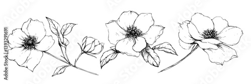 Collection of Dogwoods coloring book vector designs, Dogwoods vector images
