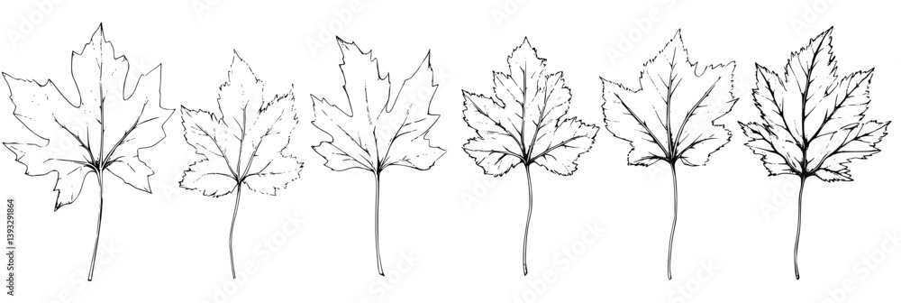 Fototapeta premium Collection of Maples coloring book vector designs, Maples vector graphics
