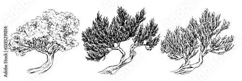 Collection of Junipers coloring book vector designs, Junipers vector graphics