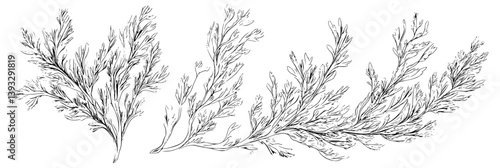 Collection of Junipers coloring book vector designs, Junipers vector images