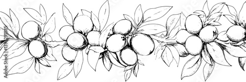 Collection of Olives coloring book vector designs, Olives vector illustrations