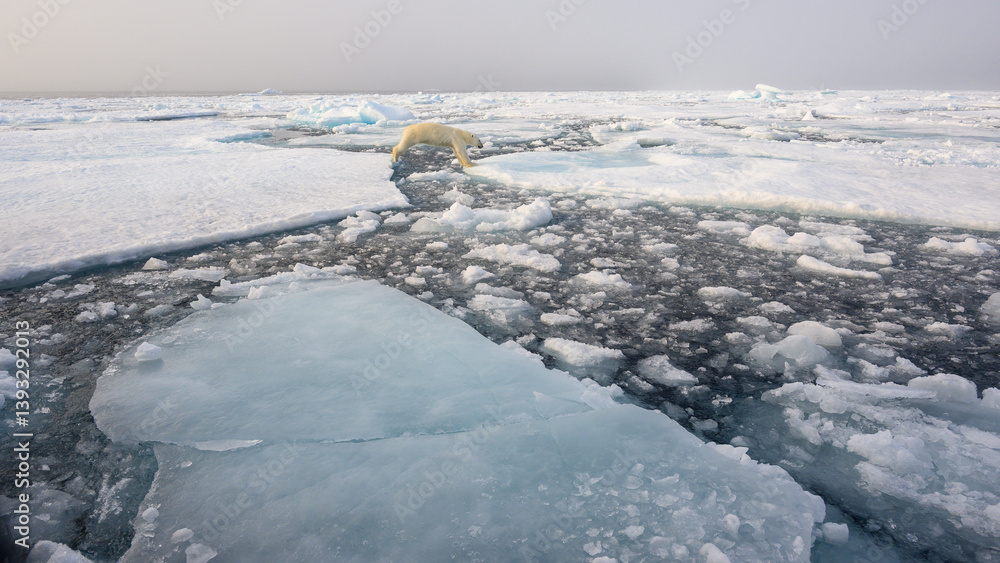 Polar bear (Ursus maritimus) on ice and snow, Svalbard, Norway