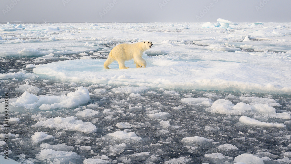 Polar bear (Ursus maritimus) on ice and snow, Svalbard, Norway