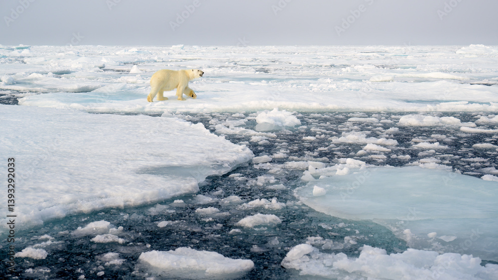 Polar bear (Ursus maritimus) on ice and snow, Svalbard, Norway