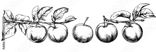 Collection of Plums coloring book vector designs, Plums illustration art