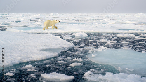 Obraz na płótnie Polar bear (Ursus maritimus) on ice and snow, Svalbard, Norway w salonie