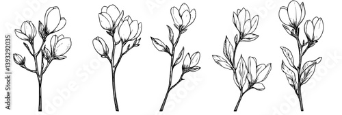 Collection of Redbuds coloring book vector designs, Redbuds vector graphics
