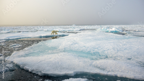 Polar bear (Ursus maritimus) on ice and snow, Svalbard, Norway