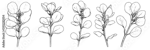 Collection of Redbuds coloring book vector designs, Redbuds vector images