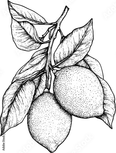 Lemon coloring book vector design, Lemon vector image