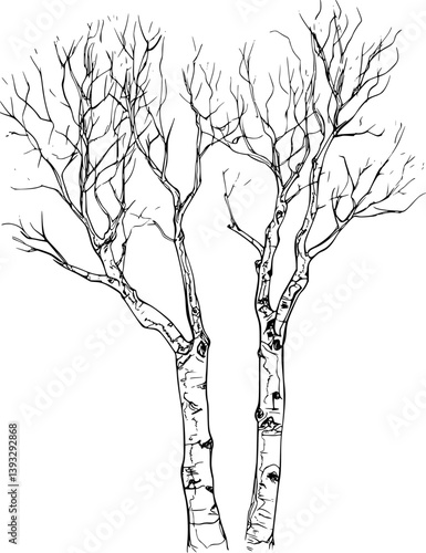 Aspen coloring book vector design, Aspen illustration art