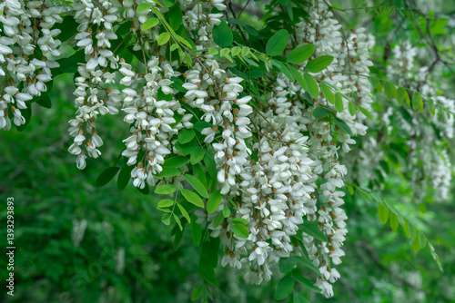 Flowering branches with white flowers of robinia pseudoacacia in spring. Inflorescence of false acacia with green tree branch in forest. Black common locust with lush foliage deciduous. Acacia tree.