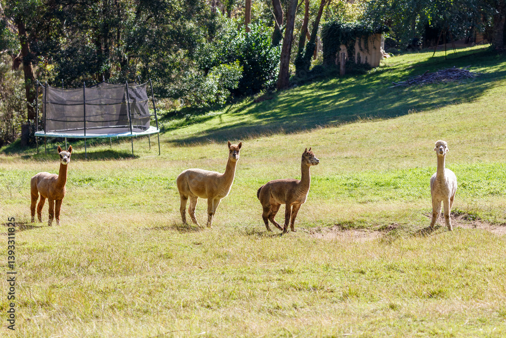 Obraz premium Photograph of a group of friendly Alpacas standing in a grassy agricultural field enjoying the warm sunshine in the Blue Mountains in Australia.