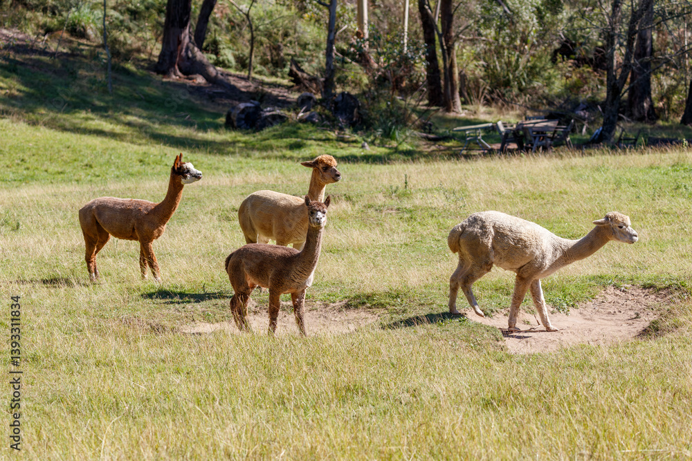 Obraz premium Photograph of a group of friendly Alpacas standing in a grassy agricultural field enjoying the warm sunshine in the Blue Mountains in Australia.