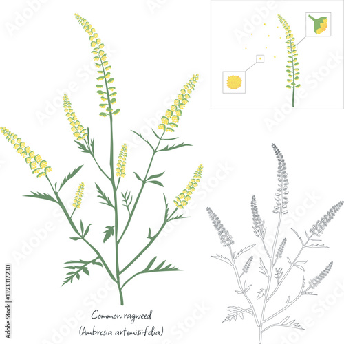 Common ragweed (Ambrosia artemisiifolia), illustration shows plant, outlines and details of the inflorescence and close up of pollen. Plant pollen is a strong allergen