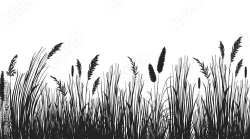 Silhouette of cattails and reeds. Wild grass on the river bank. Swamp coastal plants.