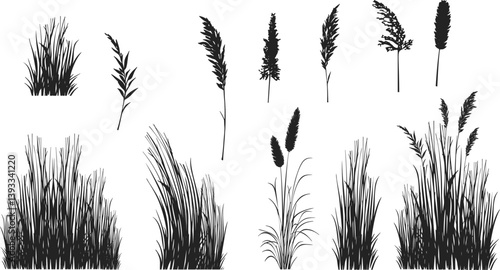 Silhouette of cattails and reeds. Wild grass on the river bank. Swamp coastal plants.