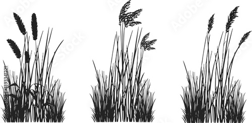 Silhouette of cattails and reeds. Wild grass on the river bank. Swamp coastal plants.