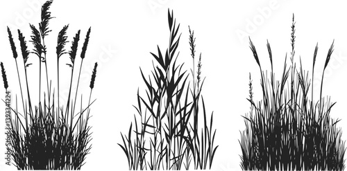 Silhouette of cattails and reeds. Wild grass on the river bank. Swamp coastal plants.