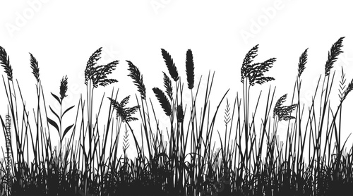 Silhouette of cattails and reeds. Wild grass on the river bank. Swamp coastal plants.