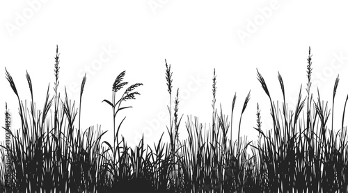Silhouette of cattails and reeds. Wild grass on the river bank. Swamp coastal plants.